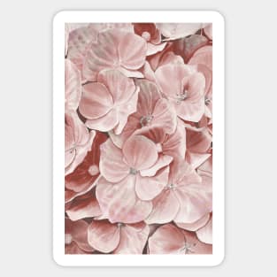 Blush pink hydrangea Sticker